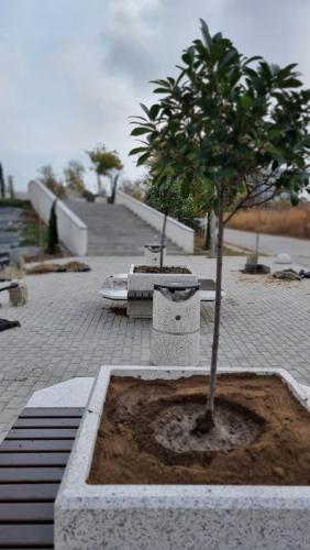 Plantare-de-specii-noi-de-copaci-in-Ovidius-Park-11