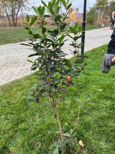 Plantare-de-specii-noi-de-copaci-in-Ovidius-Park-17