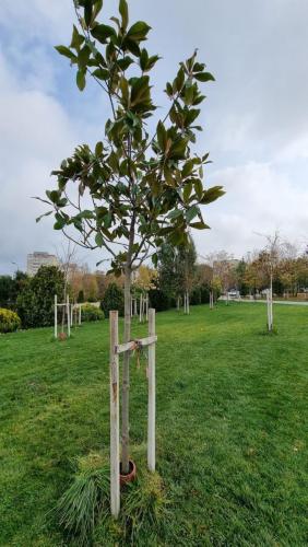 Plantare-de-specii-noi-de-copaci-in-Ovidius-Park-21