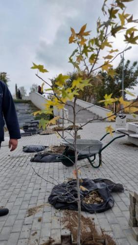 Plantare-de-specii-noi-de-copaci-in-Ovidius-Park-28