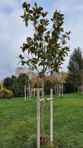 Plantare-de-specii-noi-de-copaci-in-Ovidius-Park-30